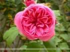 fleur